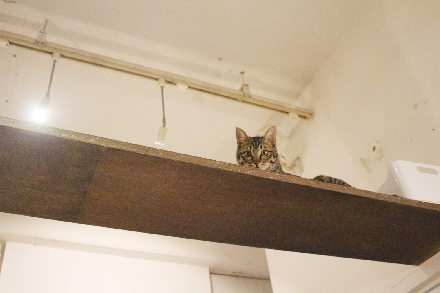猫カフェのオーナーさん直伝 初めての猫カフェを楽しむ心得と秘訣とは フクリパ