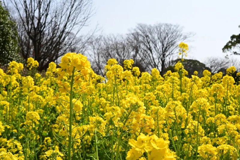 福岡市植物園