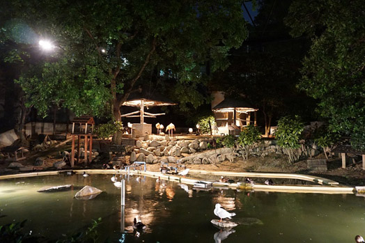 福岡市夜の動植物園フラミンゴ