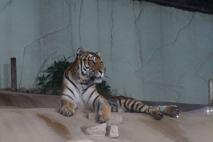 福岡市夜の動植物園トラ