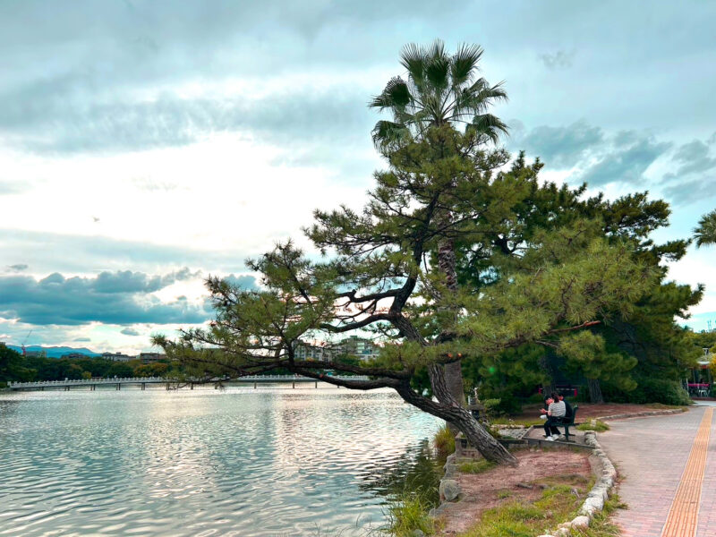 大濠公園の松