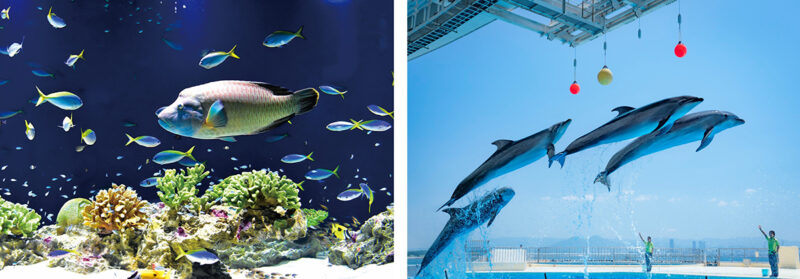 年間100万人超を集客する人気水族館『マリンワールド海の中道』はナゼすごいのか！
