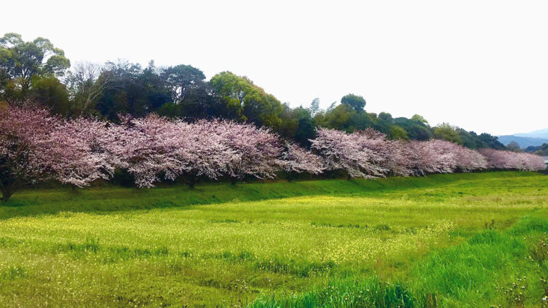 福岡県は奈良県、京都府に次いで史跡・名勝・天然記念物が3番目に多い