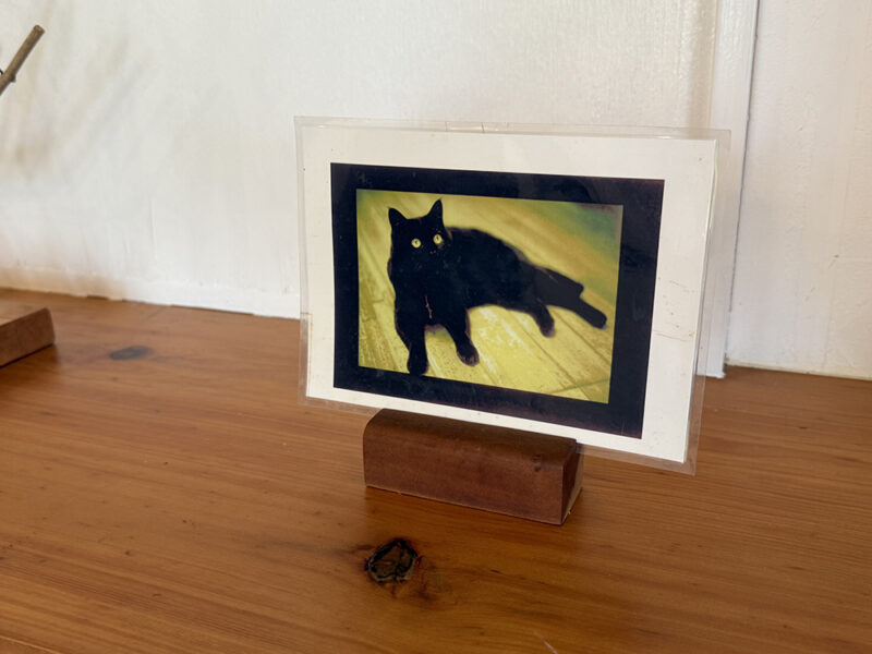 愛猫「ナナ」の写真