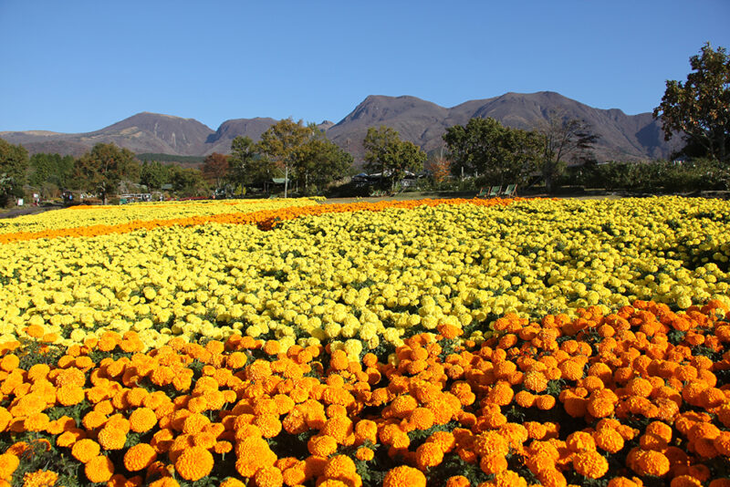 マリーゴールド