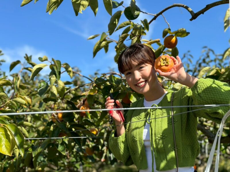 柿狩り体験