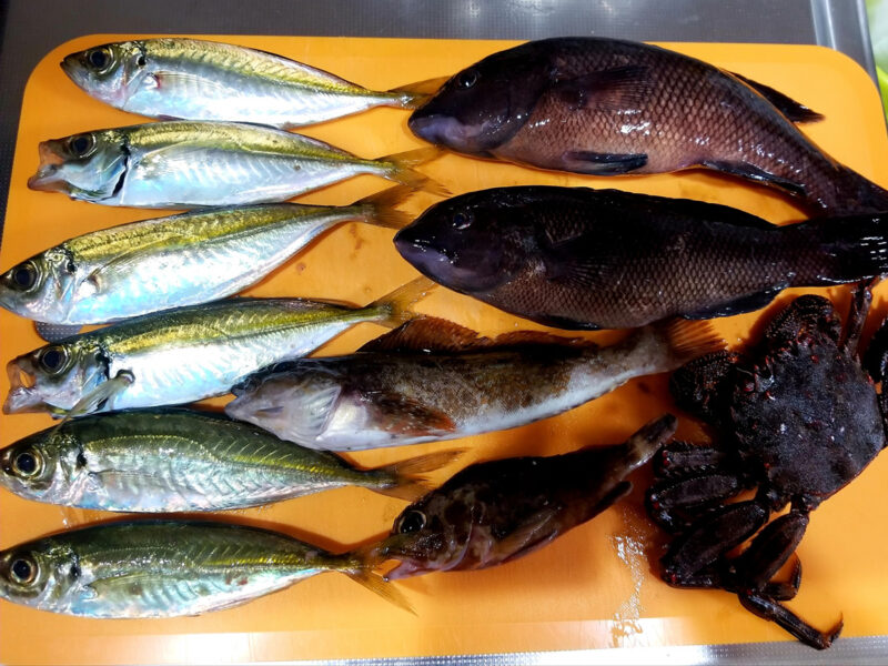 船越漁港で釣れる魚のイメージ