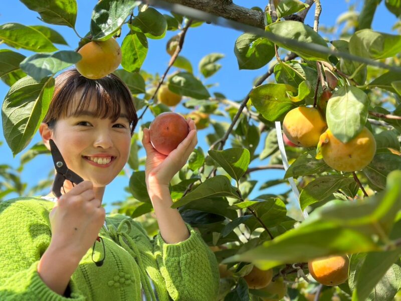 柿狩り体験