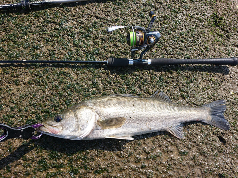 シーバスのイメージ画像