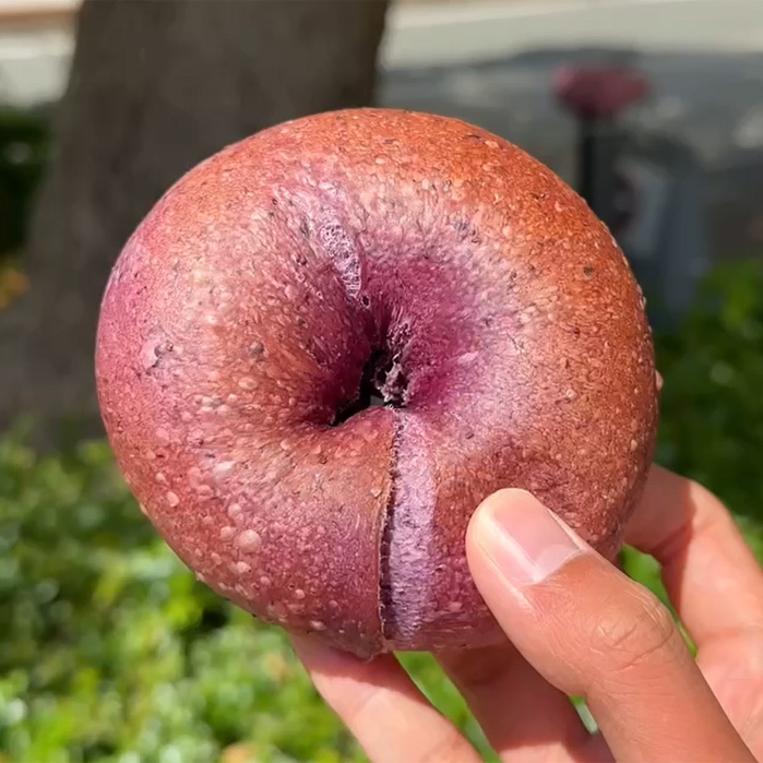 RABBIT BAGELS 六本松店 ベーグル