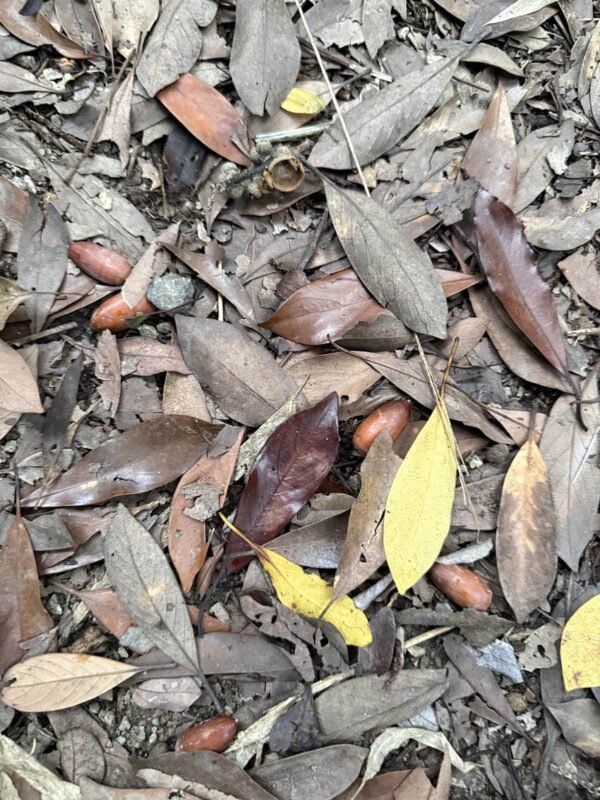 福岡市鴻巣山(こうのすやま)