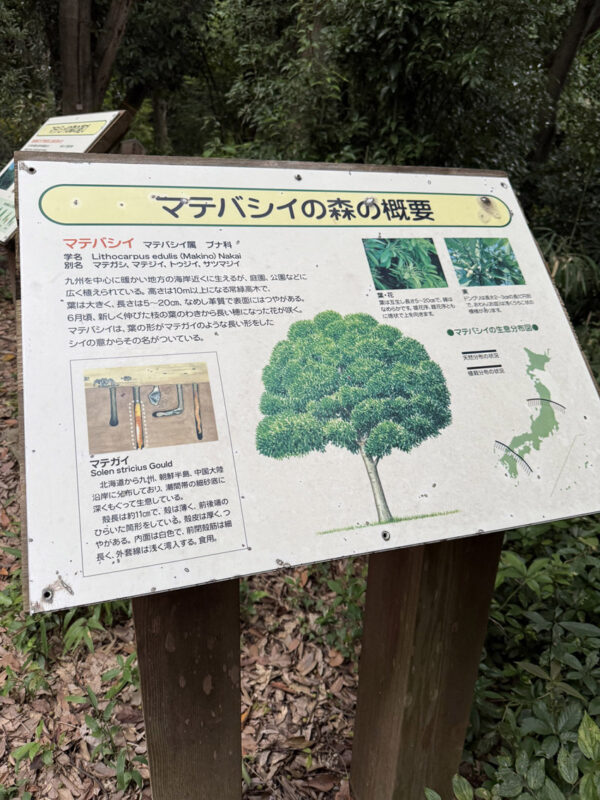 福岡市鴻巣山(こうのすやま)