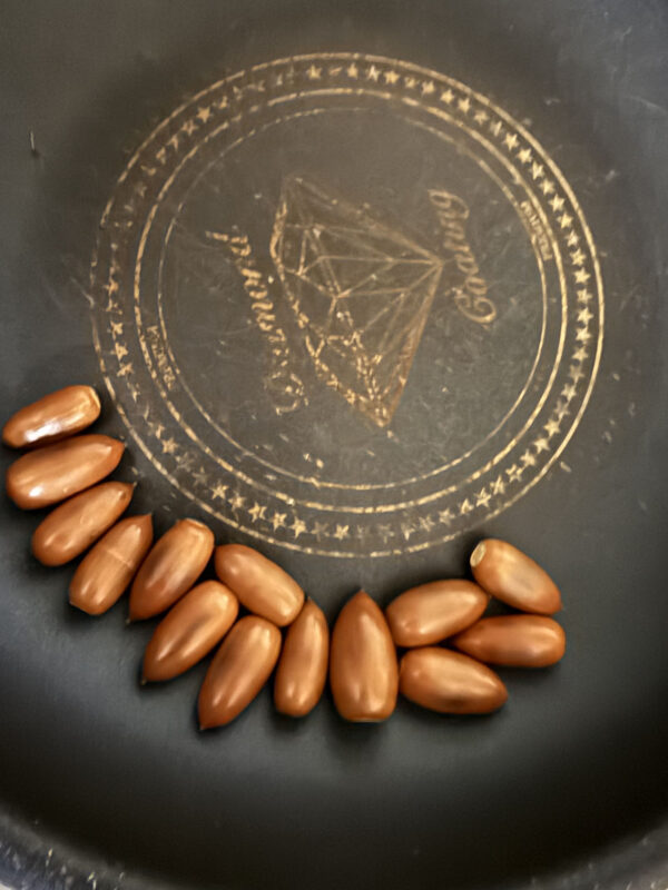 福岡市鴻巣山(こうのすやま)