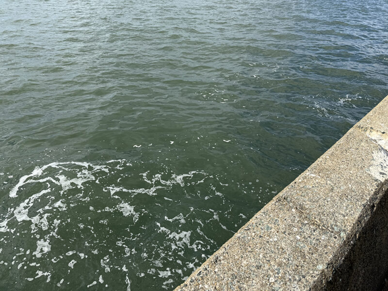 樋井川河口の東側堤防