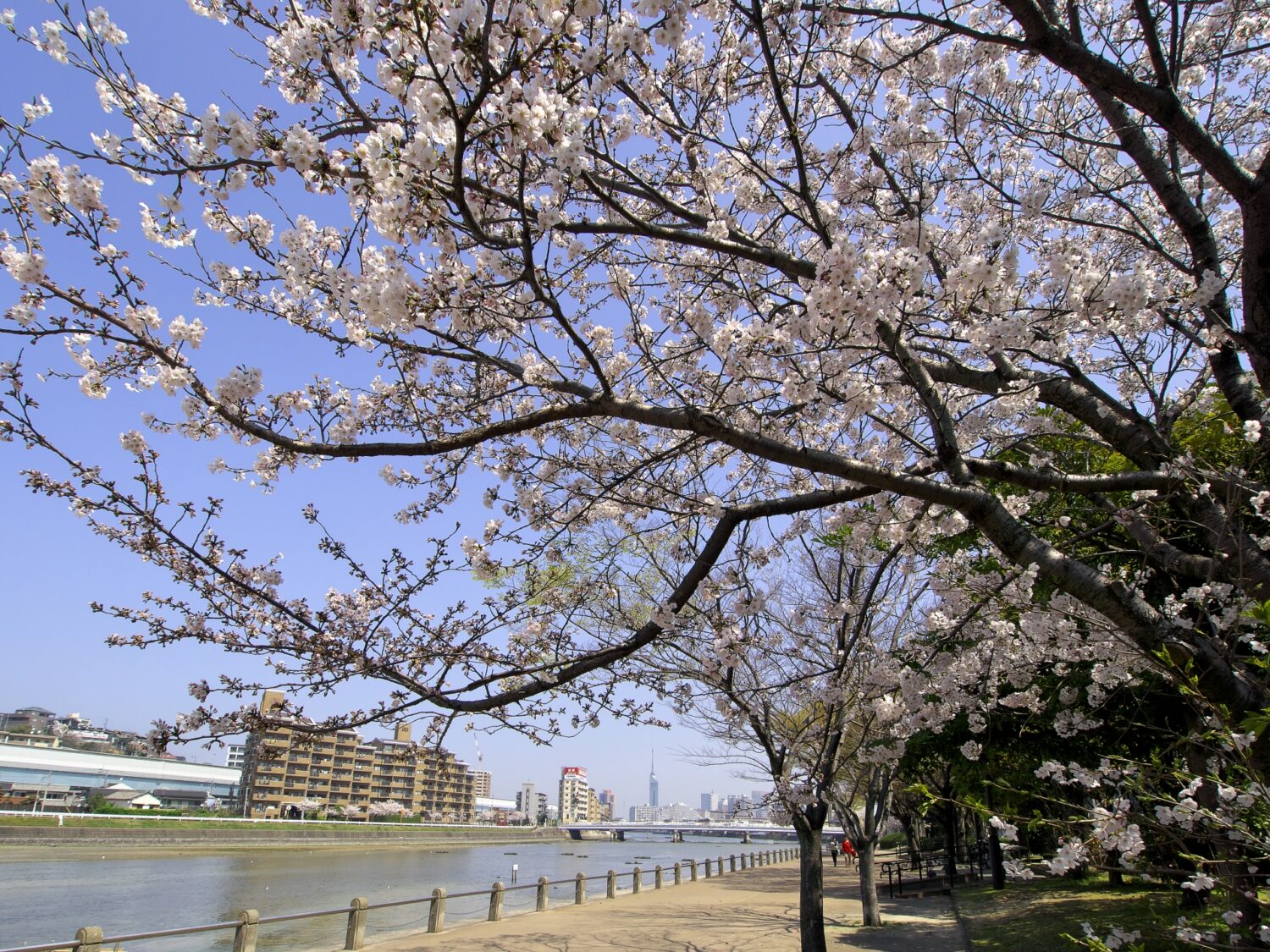 河口から源流まで、多彩な表情をもつ西部エリアの川「室見川」