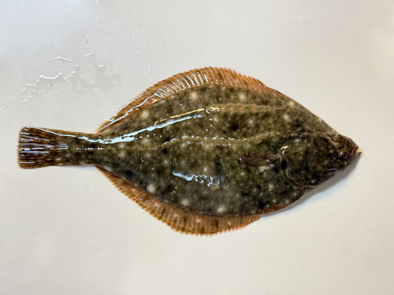 カレイのイメージ画像