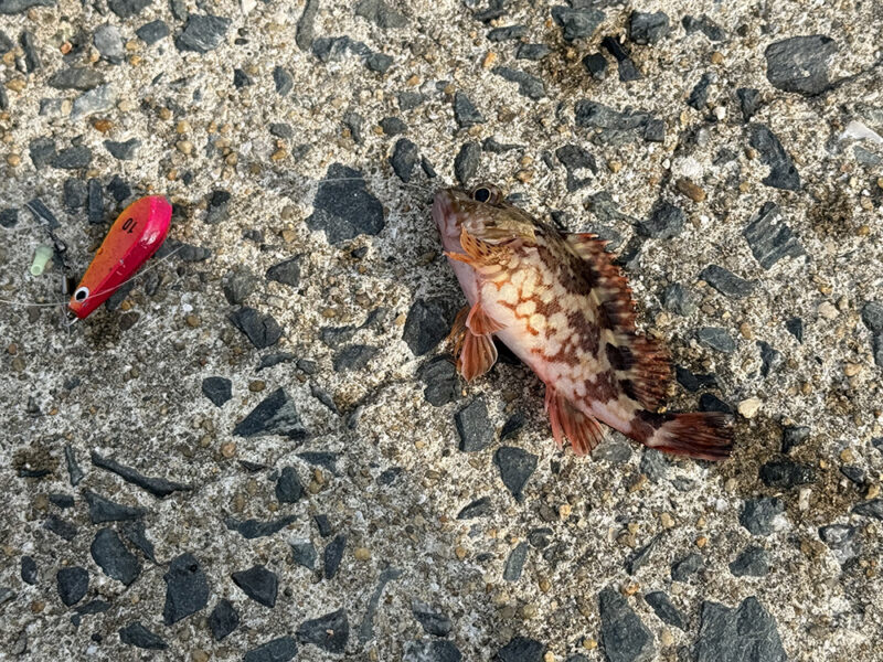 釣り上げたアラカブ