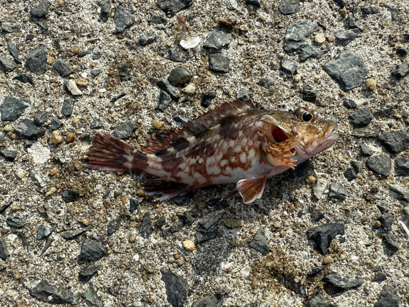 釣り上げたアラカブ