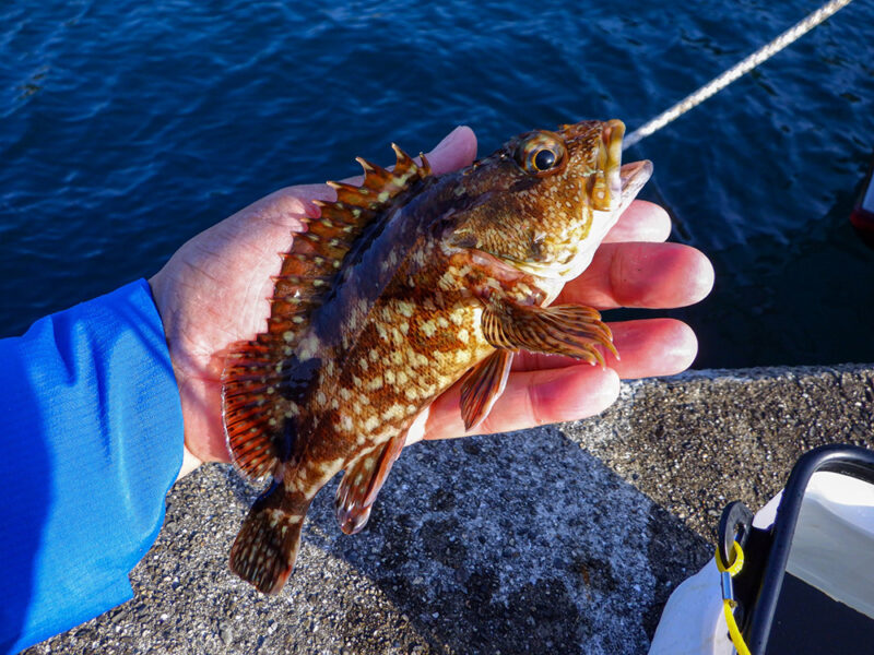 アラカブのイメージ画像