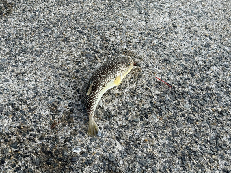 ショウサイフグ