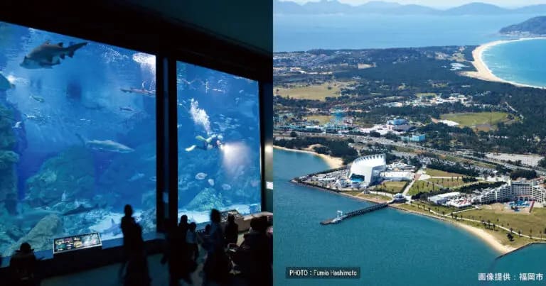 フクリパ過去記事アイキャッチ画像_水族館ランキング