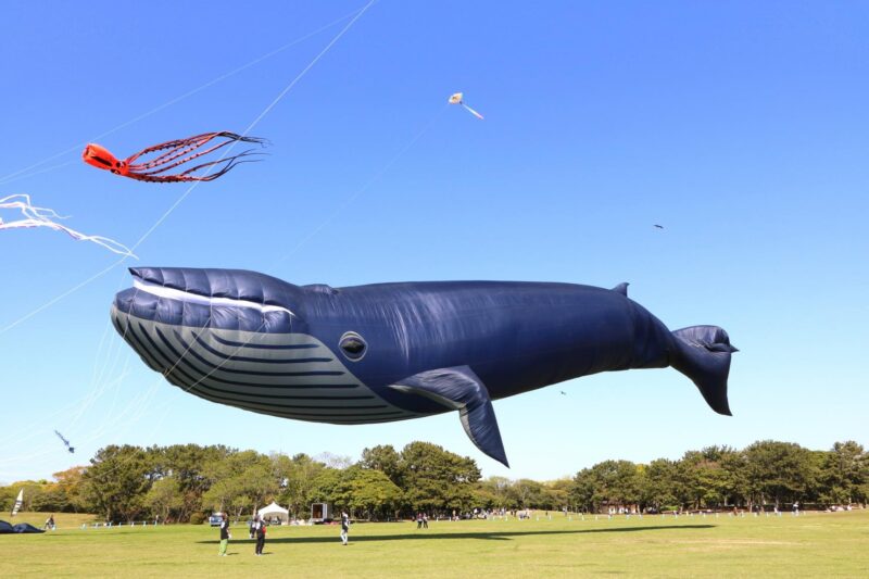 うみなか凧揚げフェスティバル_イメージ