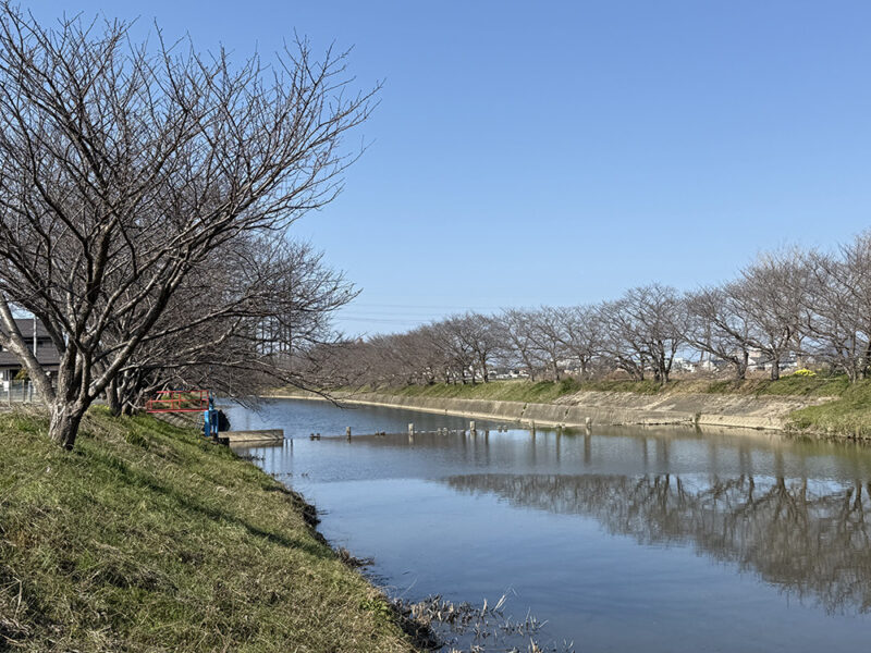 国道497号線そばにある桜並木