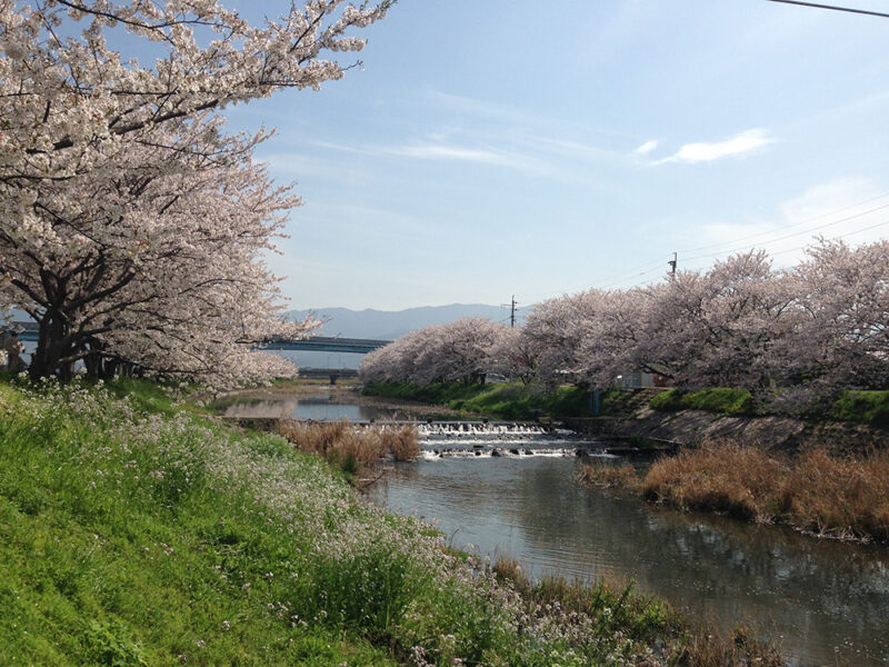 国道497号線そばにある桜並木