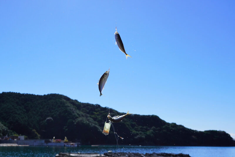 サビキ釣りでアジゴを釣り上げているイメージ