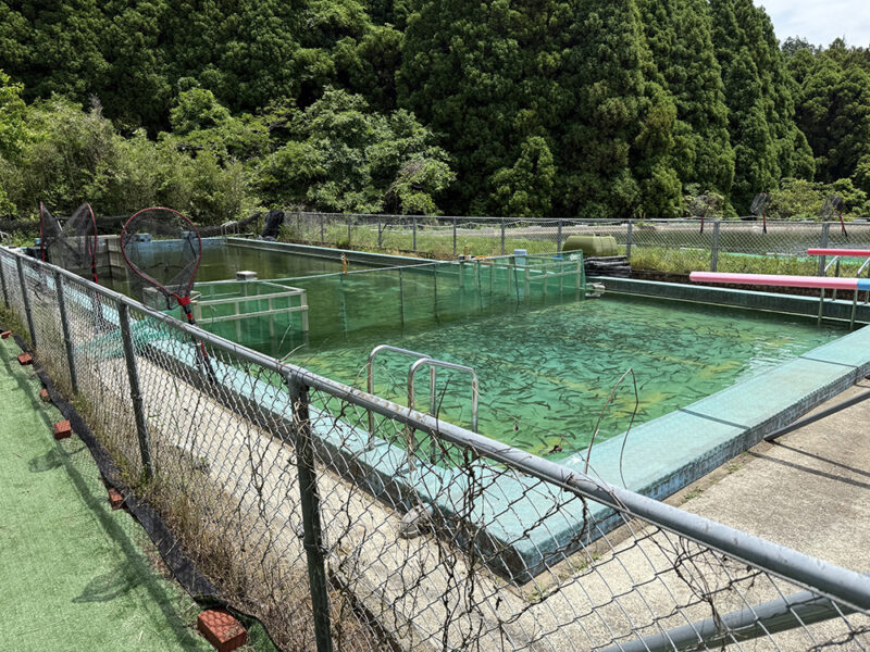 ニジマス釣り堀