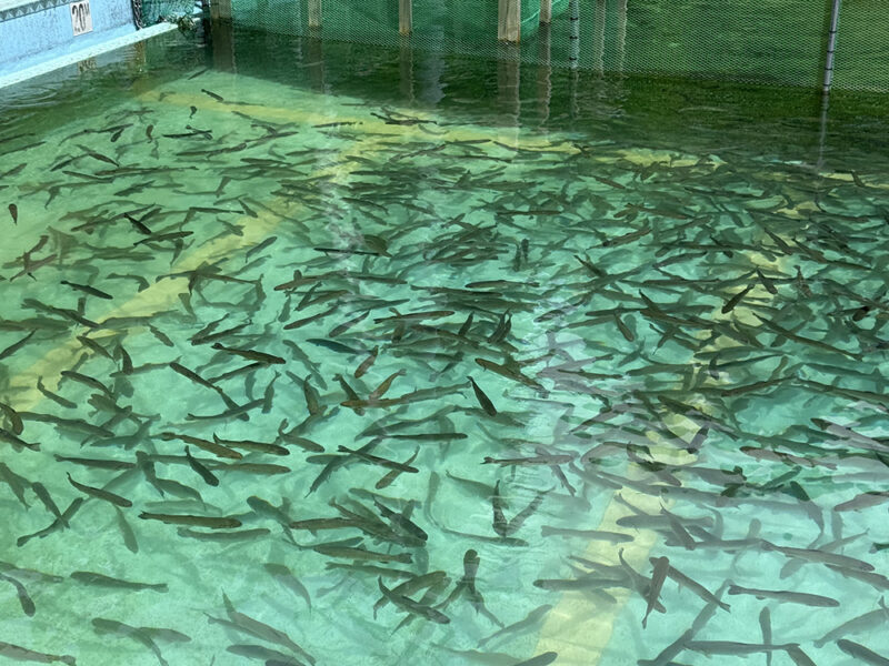 ニジマス釣り堀