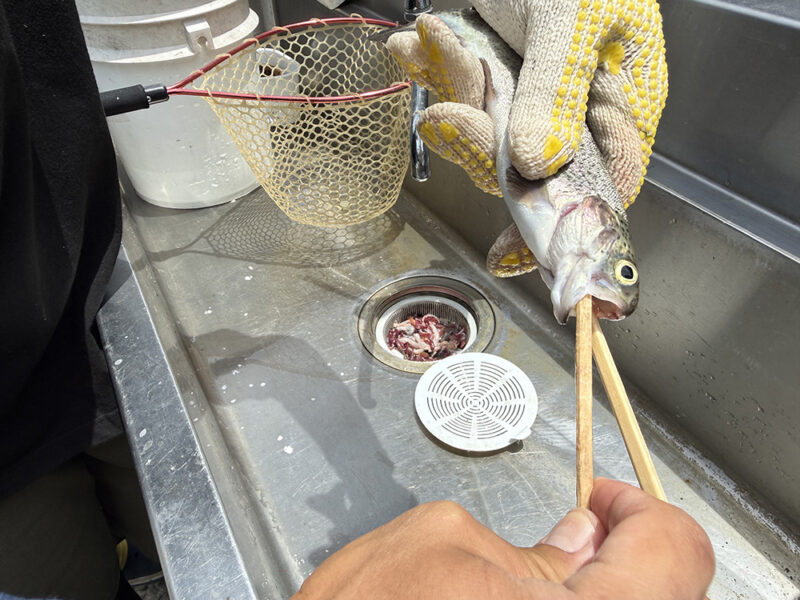 ニジマスの塩焼きサービス