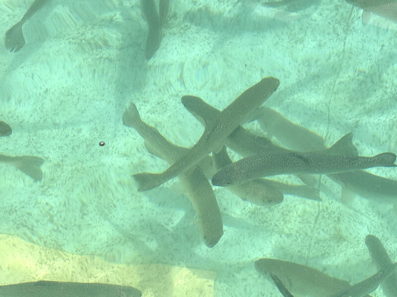 ニジマス釣り堀