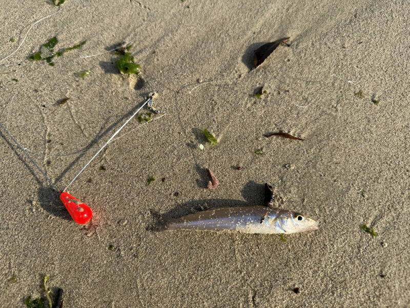 キス釣り