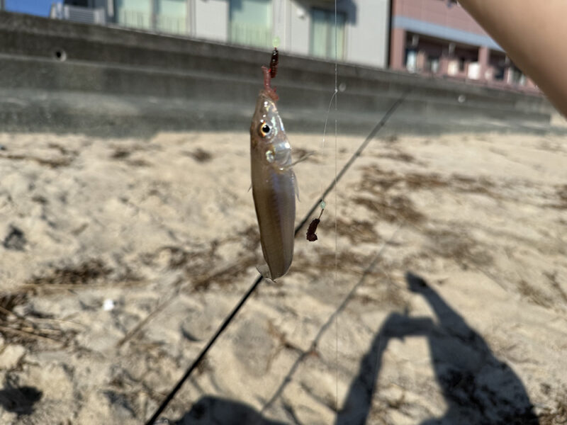 キス釣り