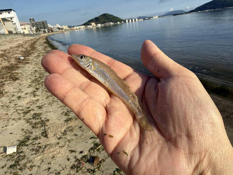 キス釣り