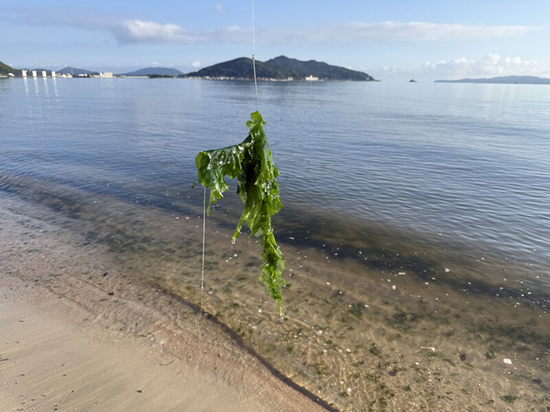 仕掛けに絡んだ海藻