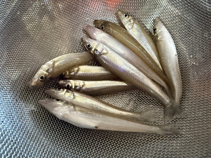 キス釣果