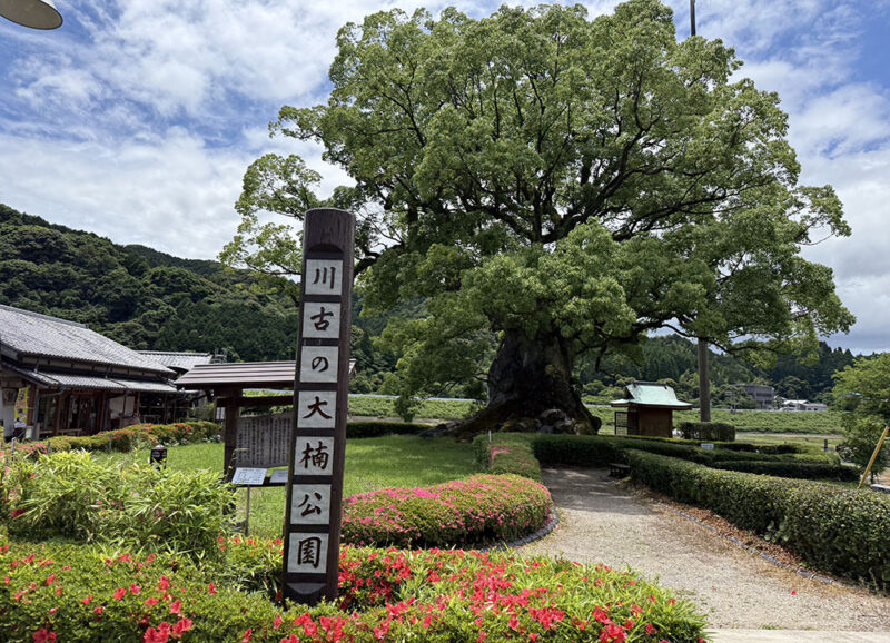 川古（かわご）の大楠