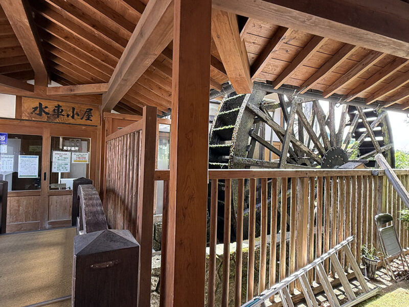 川古（かわご）の大楠