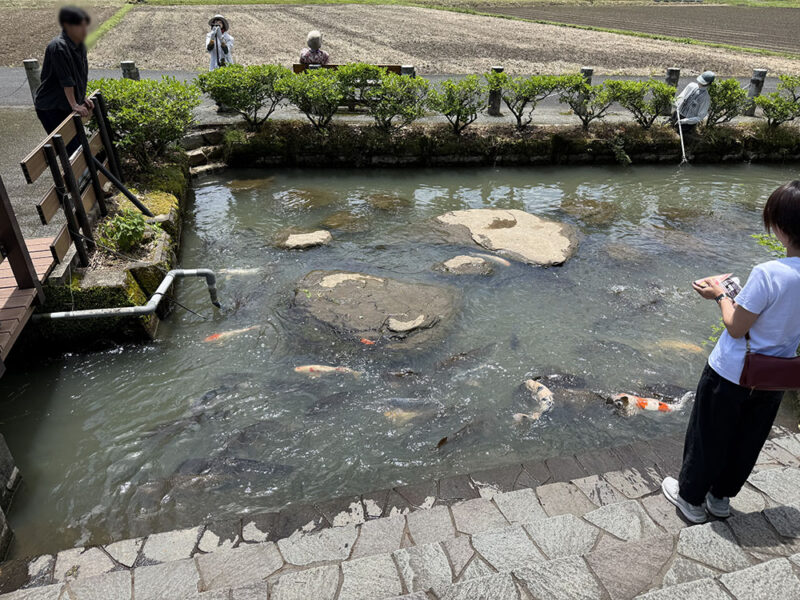 川古（かわご）の大楠