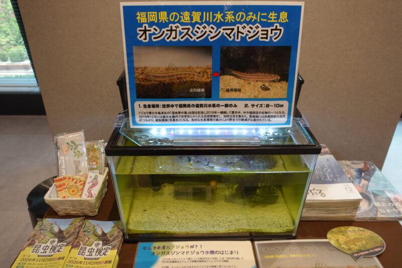 オオガツシマモロコ