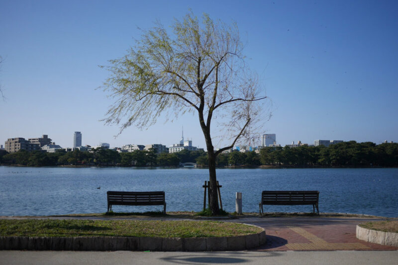 福岡暮らしで実感！大濠公園が「ちょうどいい」理由
