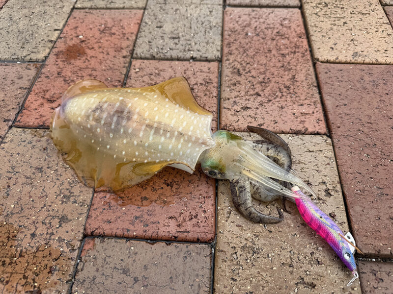 アオリイカ