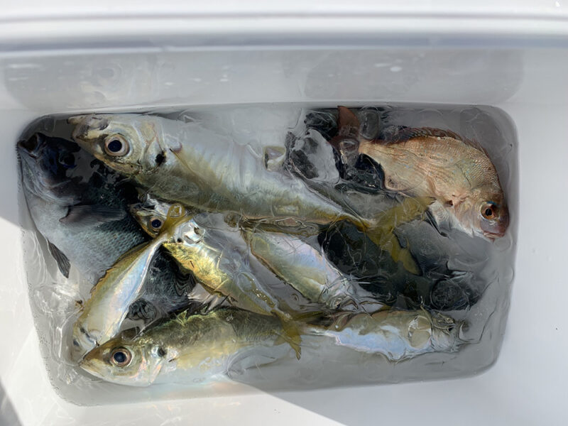 釣果イメージ
