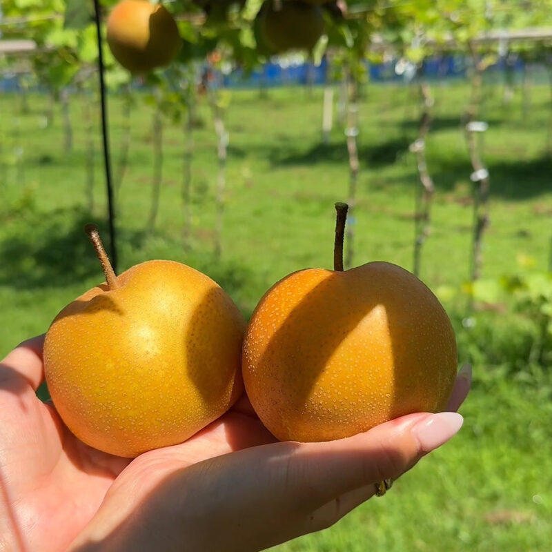 うきは果樹の村 やまんどん