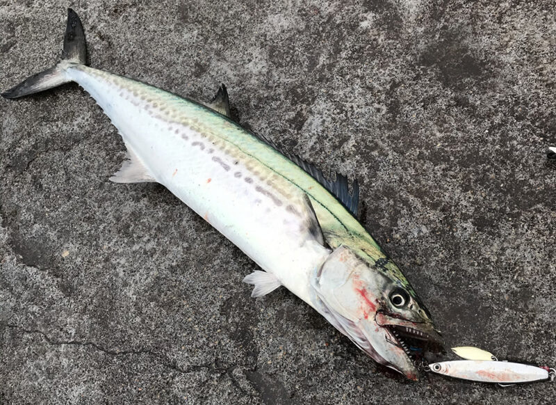 秋は一年の中で最高の釣りシーズン！
